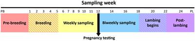 Temporal changes in ewe vaginal microbiota throughout gestation